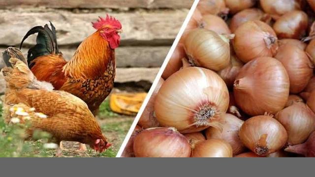 Chicken-is-cheap-but-onion-start