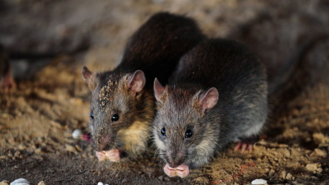 -Strange-Disease-Spread-Rats-2-D