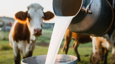 Virus-Found-In-Milk-Deadly-Virus