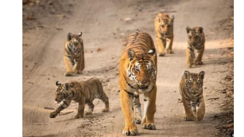 One-third-Of-Ranthambore-Sanctua