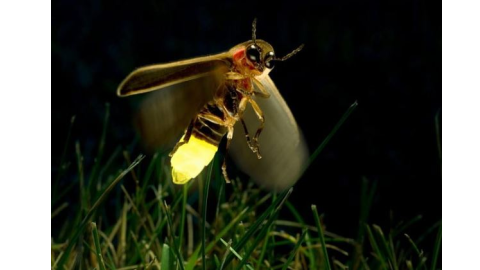 Night-Insects-Insects-Work-Hard-