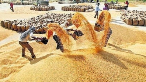 Centre-relaxes-wheat